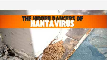 Hantavirus Disease, Understanding the Silent Threat and How to Stay ...